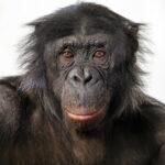 portrait of a chimpanzee