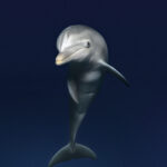 portrait of a dolphin