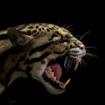 portrait of a jaguar